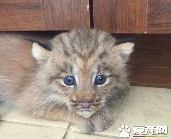 马修偶遇小猫竟是被丢弃的猞猁 举手之劳救猞猁命