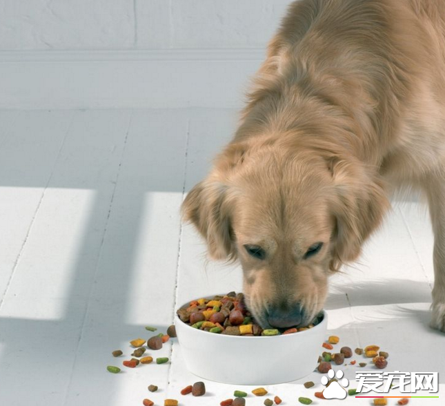 注意了：给幼犬吃狗粮需先泡软，WOWO鸡肉幼犬粮营养好吸收