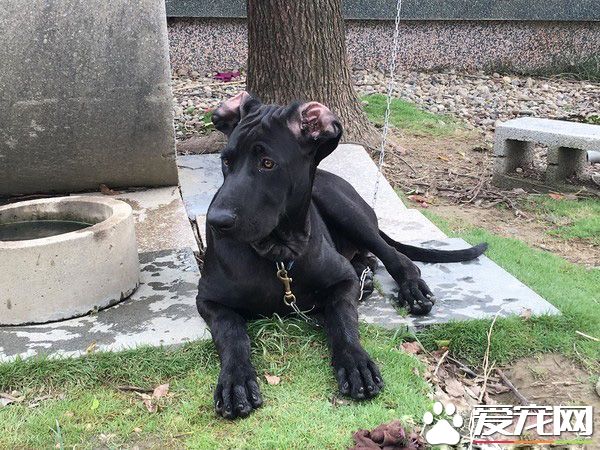 高山犬叼大鱼上岸想帮自己加菜 可爱模样笑翻网友
