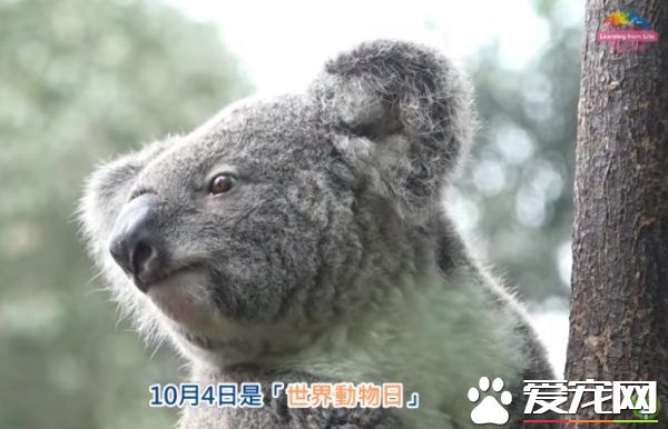 珍爱生命 爱护生态 请不要让“我们”消失！