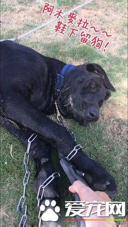 高山犬叼大鱼上岸想帮自己加菜 可爱模样笑翻网友