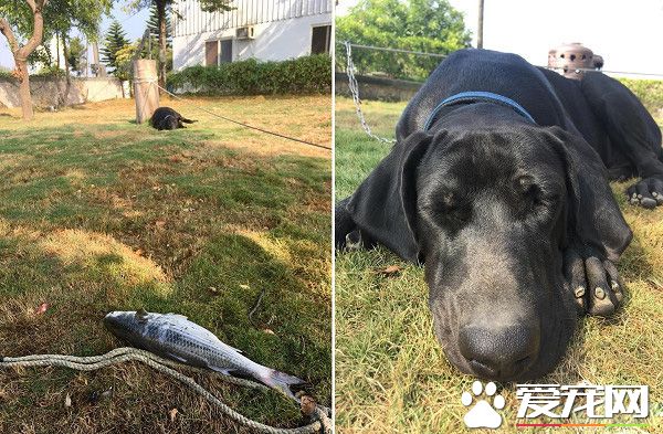 高山犬叼大鱼上岸想帮自己加菜 可爱模样笑翻网友