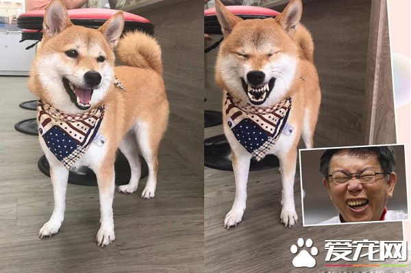 柴犬界的柯p 超可爱模样是店里的活招牌