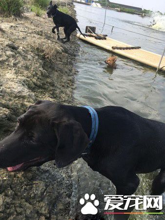 高山犬叼大鱼上岸想帮自己加菜 可爱模样笑翻网友