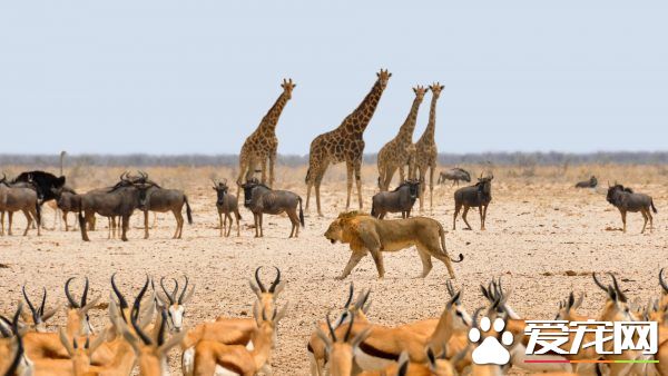 珍爱生命 爱护生态 请不要让“我们”消失！