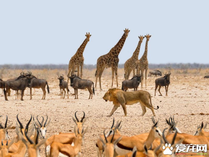 珍爱生命 爱护生态 请不要让“我们”消失！