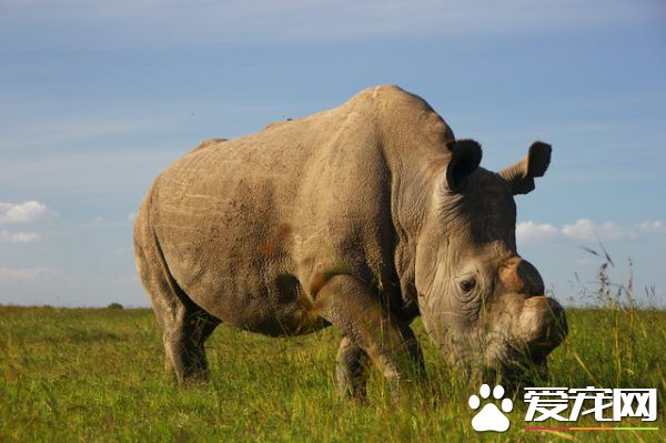 珍爱生命 爱护生态 请不要让“我们”消失！