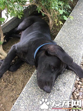 高山犬叼大鱼上岸想帮自己加菜 可爱模样笑翻网友