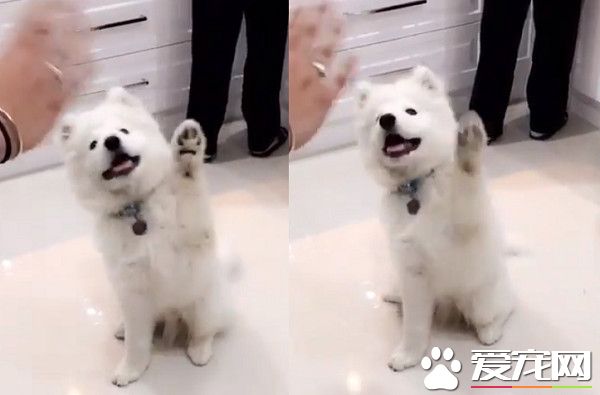 澳洲萨摩耶超可爱打招呼方式 俘获网友的小心心