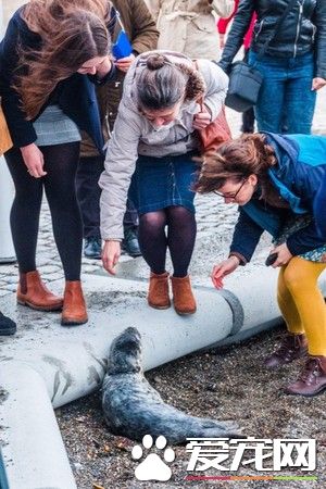 误闯人类世界的小海豹 卖萌微服出巡引众人围观