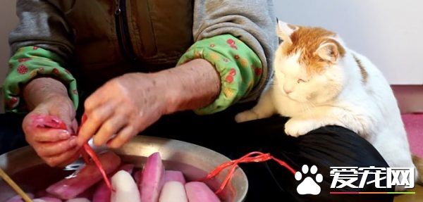 光是看照片就快热泪盈眶！猫叔陪伴老奶奶超暖心