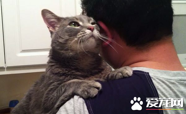 看得人都要融化啦！超会撒娇的喵星人