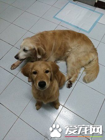 採花贼!调皮阿金采花被马麻抓包模样超可爱