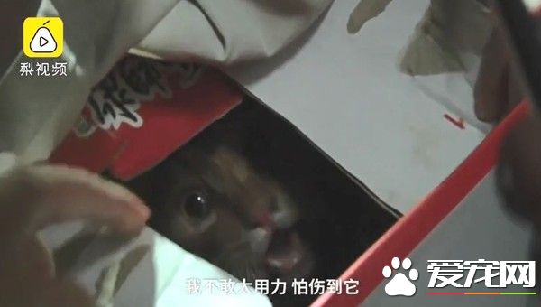 幸好救援计画大成功！猫咪被困管道深处幸得路人相救