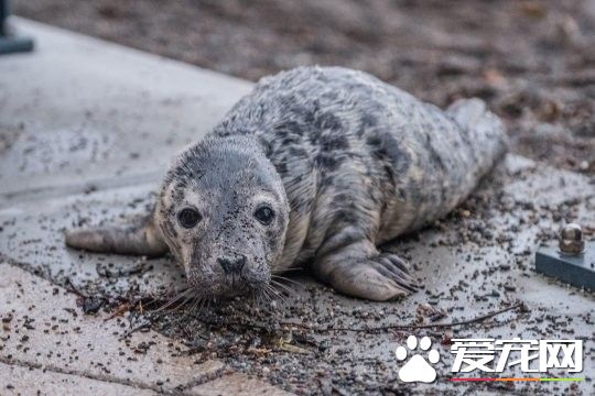 误闯人类世界的小海豹 卖萌微服出巡引众人围观