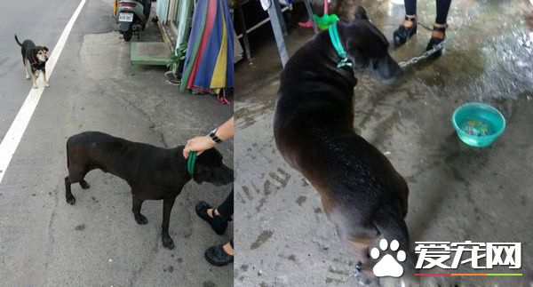 务必系狗链！勿疏纵自家毛孩趴趴走 否则恐将触法