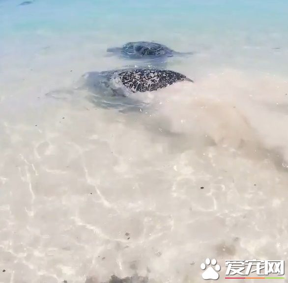 澳洲男子游玩发现受困海龟 暖心就了海龟一命