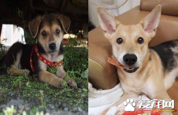 长大18变！小瘦子长大变双下巴的小肥猪