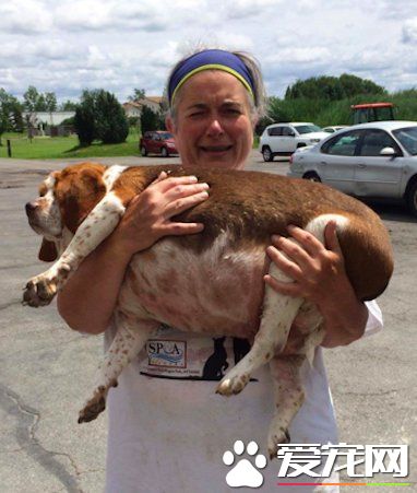 狗狗体重过胖要被安乐死 在志工的帮助下成功减重