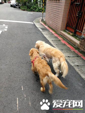 採花贼!调皮阿金采花被马麻抓包模样超可爱