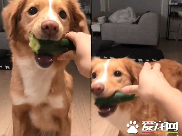 挪威汪汪想吃食物 一系列可爱动作萌化主人