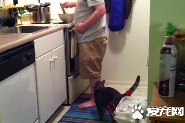 看得人都要融化啦！超会撒娇的喵星人