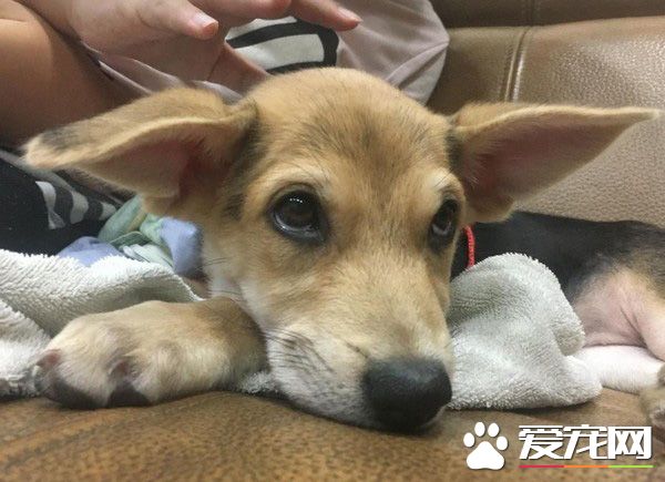 长大18变！小瘦子长大变双下巴的小肥猪