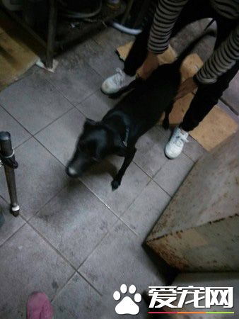 务必系狗链！勿疏纵自家毛孩趴趴走 否则恐将触法