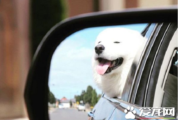 澳洲萨摩耶超可爱打招呼方式 俘获网友的小心心