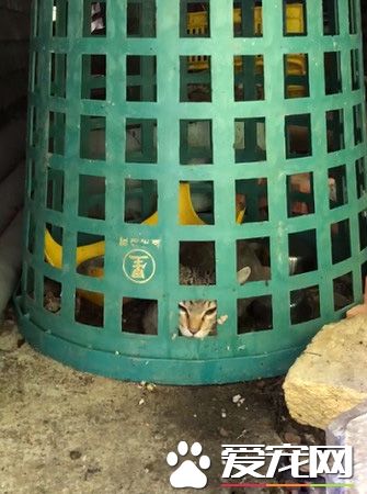 小霸王又有新创举了！洗手台上厕所给妈咪省猫砂