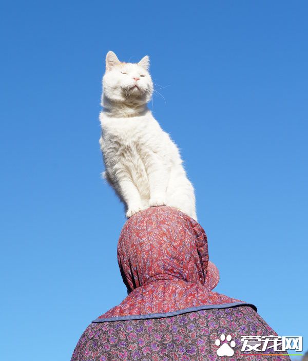 光是看照片就快热泪盈眶！猫叔陪伴老奶奶超暖心