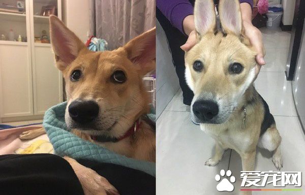 长大18变！小瘦子长大变双下巴的小肥猪