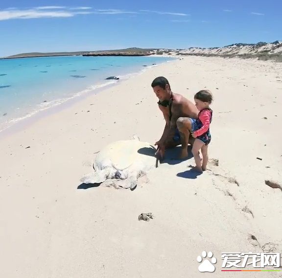 澳洲男子游玩发现受困海龟 暖心就了海龟一命