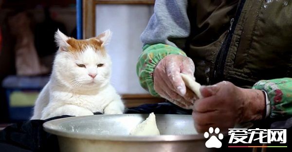 光是看照片就快热泪盈眶！猫叔陪伴老奶奶超暖心