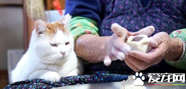 光是看照片就快热泪盈眶！猫叔陪伴老奶奶超暖心