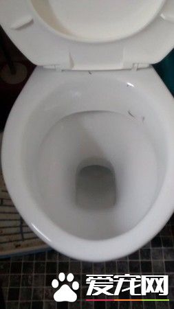 恐怖虐猫事件！女子报警声称自家猫咪中毒了