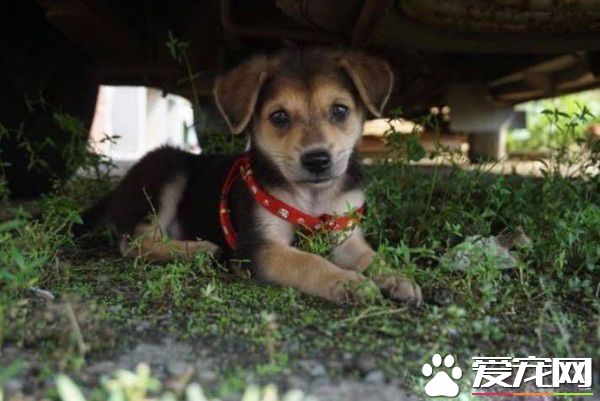 长大18变！小瘦子长大变双下巴的小肥猪