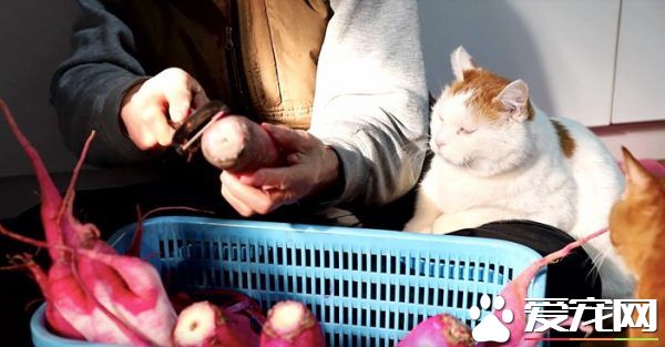 光是看照片就快热泪盈眶！猫叔陪伴老奶奶超暖心