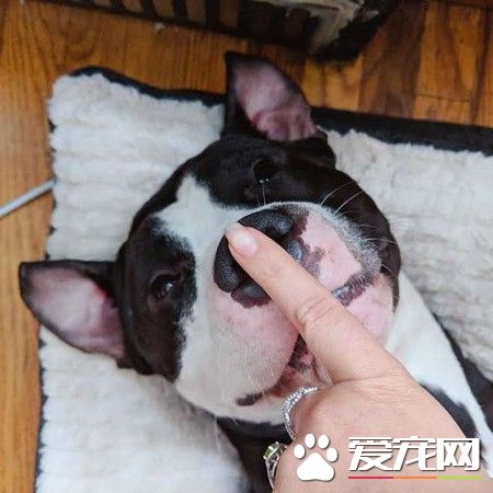 它的眼神太悲伤了！忠犬因主人怀孕惨遭遗弃