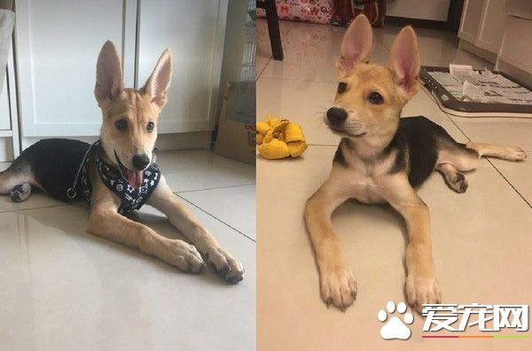 长大18变！小瘦子长大变双下巴的小肥猪