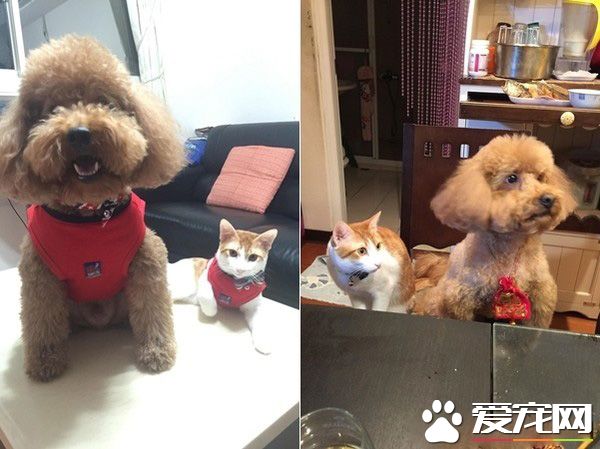 阿嬷的跟屁虫 被截肢猫咪暖心陪伴老人