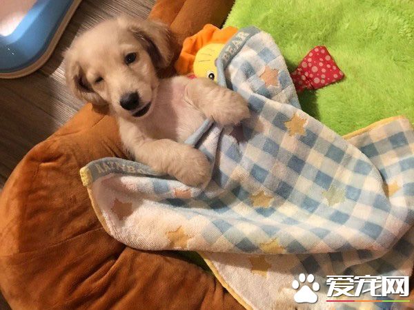 萌狗被骂小坏蛋便会投降 耍赖萌样让主人气消