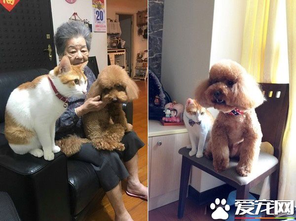 阿嬷的跟屁虫 被截肢猫咪暖心陪伴老人