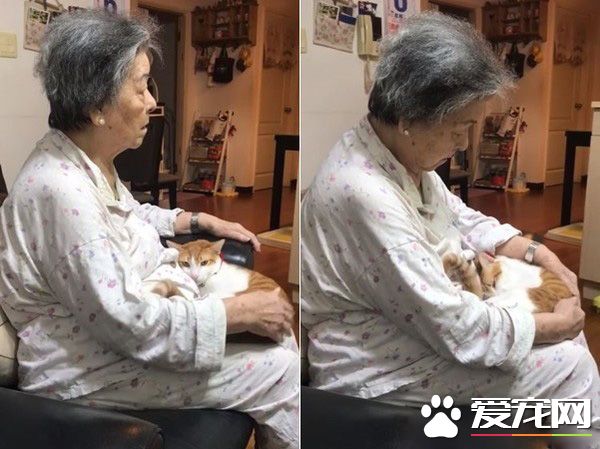 阿嬷的跟屁虫 被截肢猫咪暖心陪伴老人