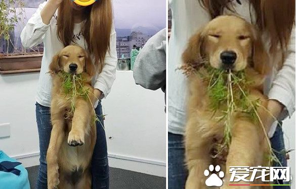 採花贼!调皮阿金采花被马麻抓包模样超可爱