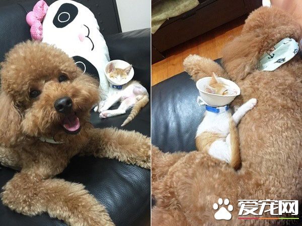 阿嬷的跟屁虫 被截肢猫咪暖心陪伴老人