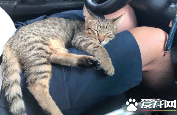 小霸王又有新创举了！洗手台上厕所给妈咪省猫砂