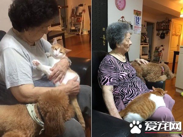 阿嬷的跟屁虫 被截肢猫咪暖心陪伴老人