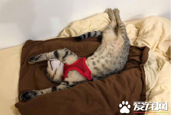 小霸王又有新创举了！洗手台上厕所给妈咪省猫砂