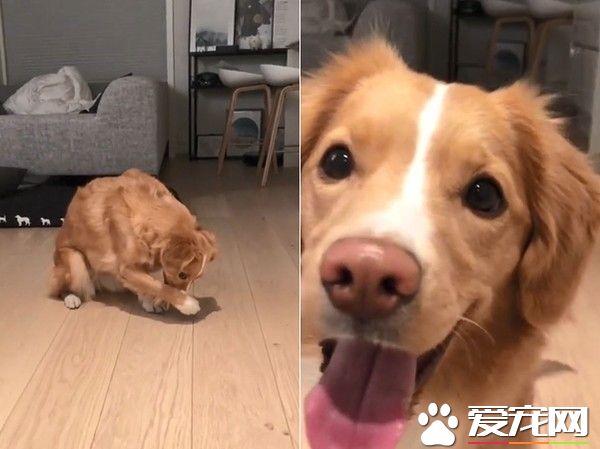 挪威汪汪想吃食物 一系列可爱动作萌化主人